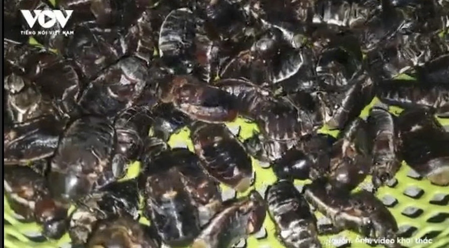 Chỉ xuất hiện 30 phút chập tối, con “nhìn nổi da gà” lại bán chạy bất ngờ